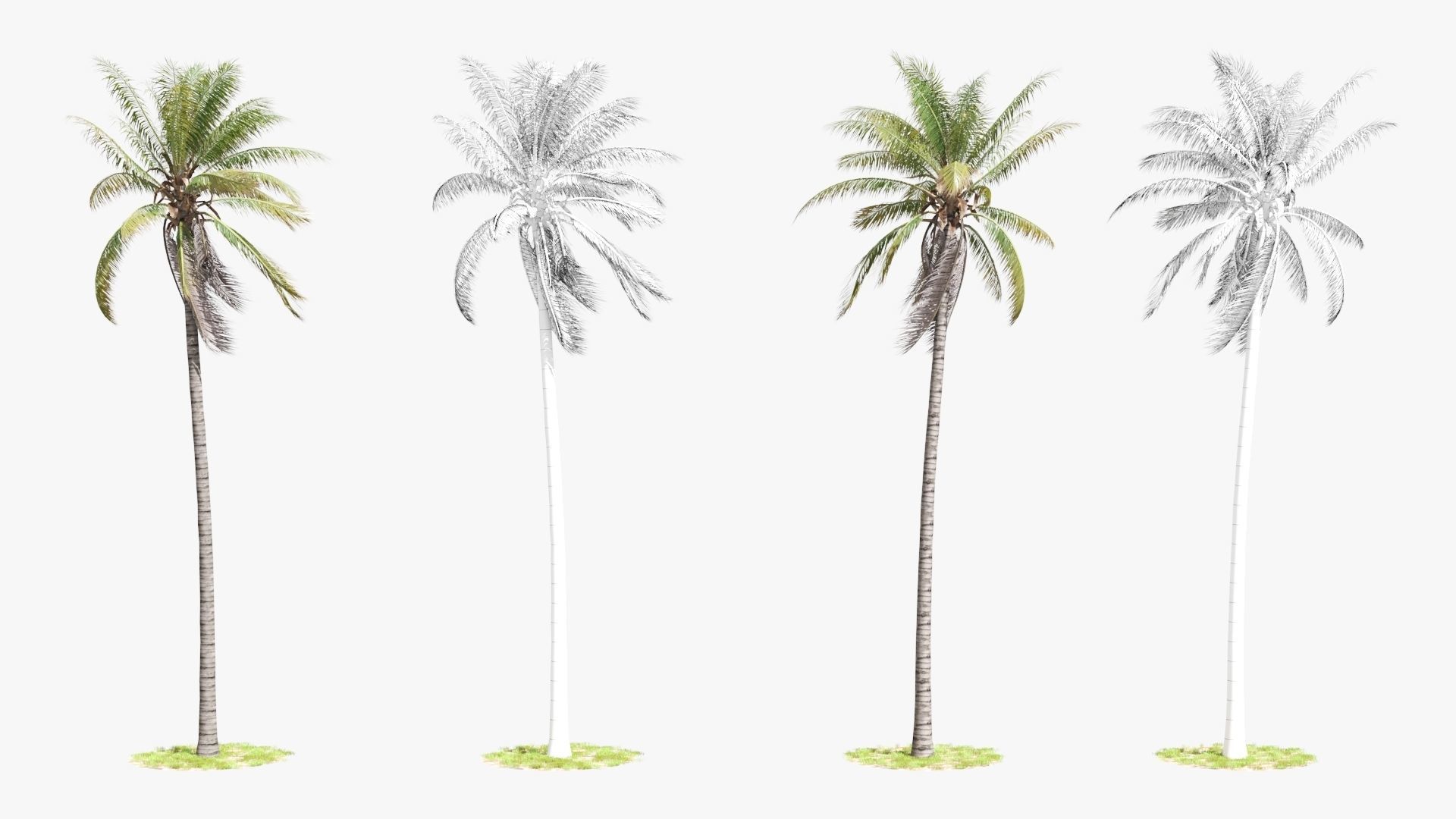 8 Model Coconut Tree with looped wind animation Low-poly 3D model_7