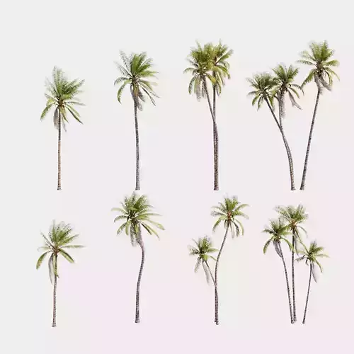 8 Model Coconut Tree with looped wind animation Low-poly 3D model