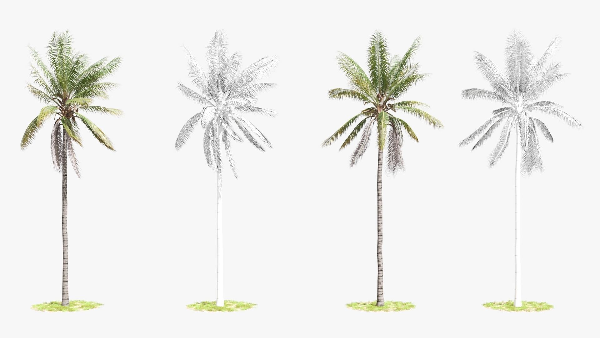 8 Model Coconut Tree with looped wind animation Low-poly 3D model_5