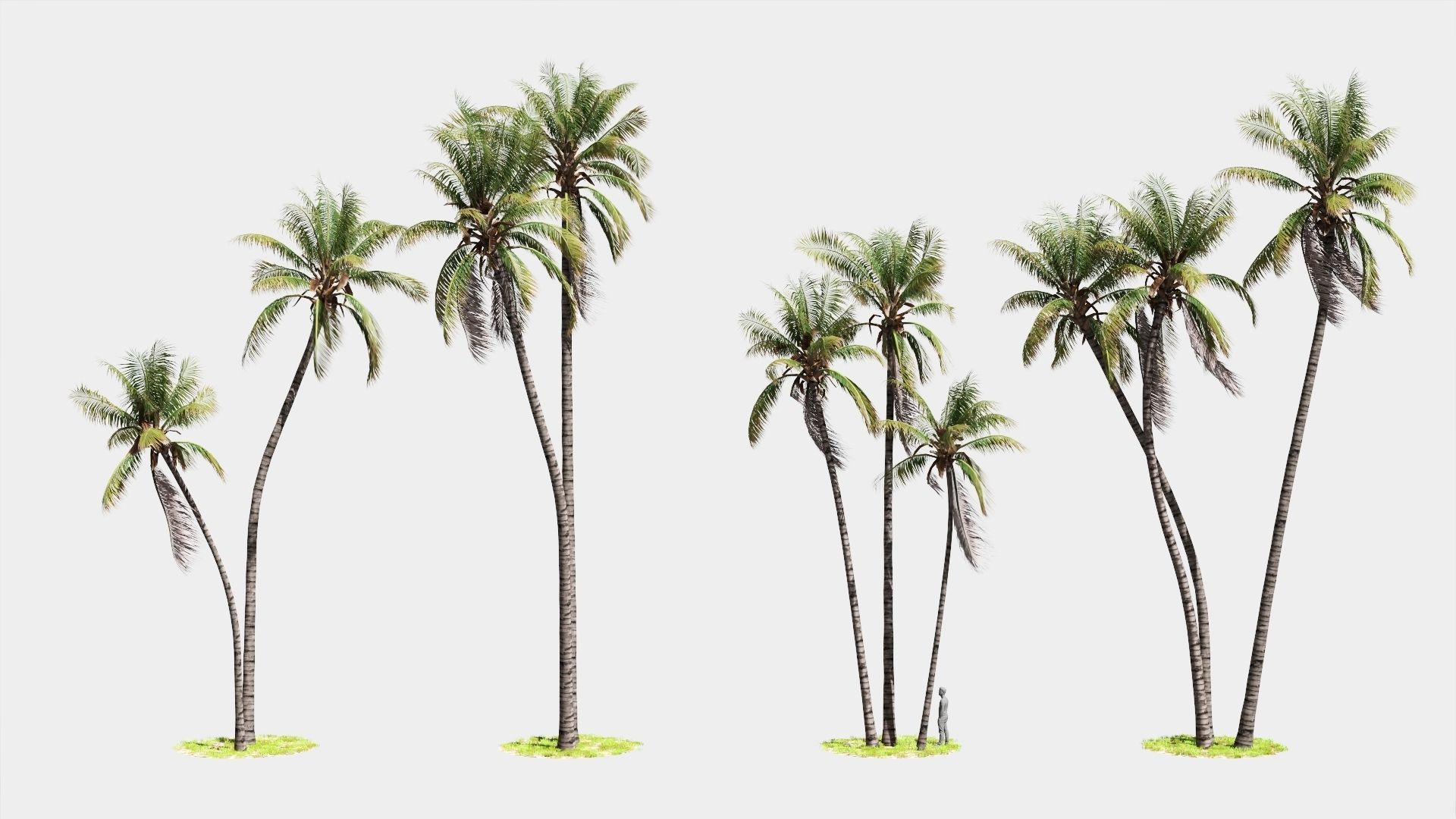 8 Model Coconut Tree with looped wind animation Low-poly 3D model_3
