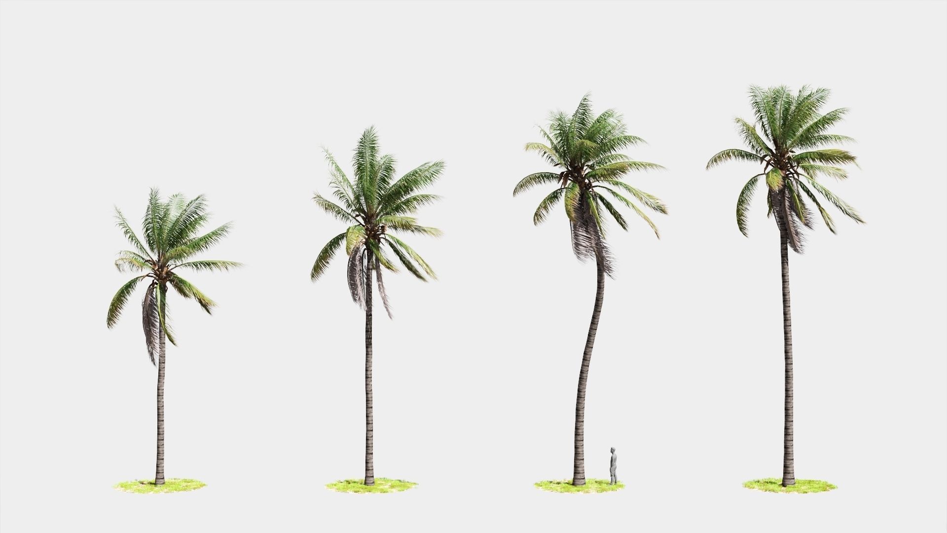 8 Model Coconut Tree with looped wind animation Low-poly 3D model_2
