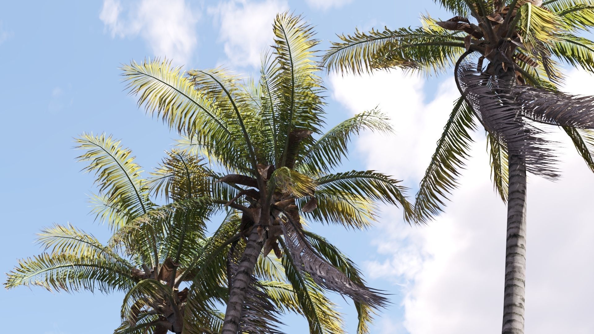 8 Model Coconut Tree with looped wind animation Low-poly 3D model_12