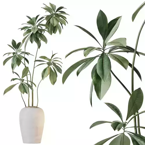 HQ HousePlants Ficus Cyathistipula African Fig Version4