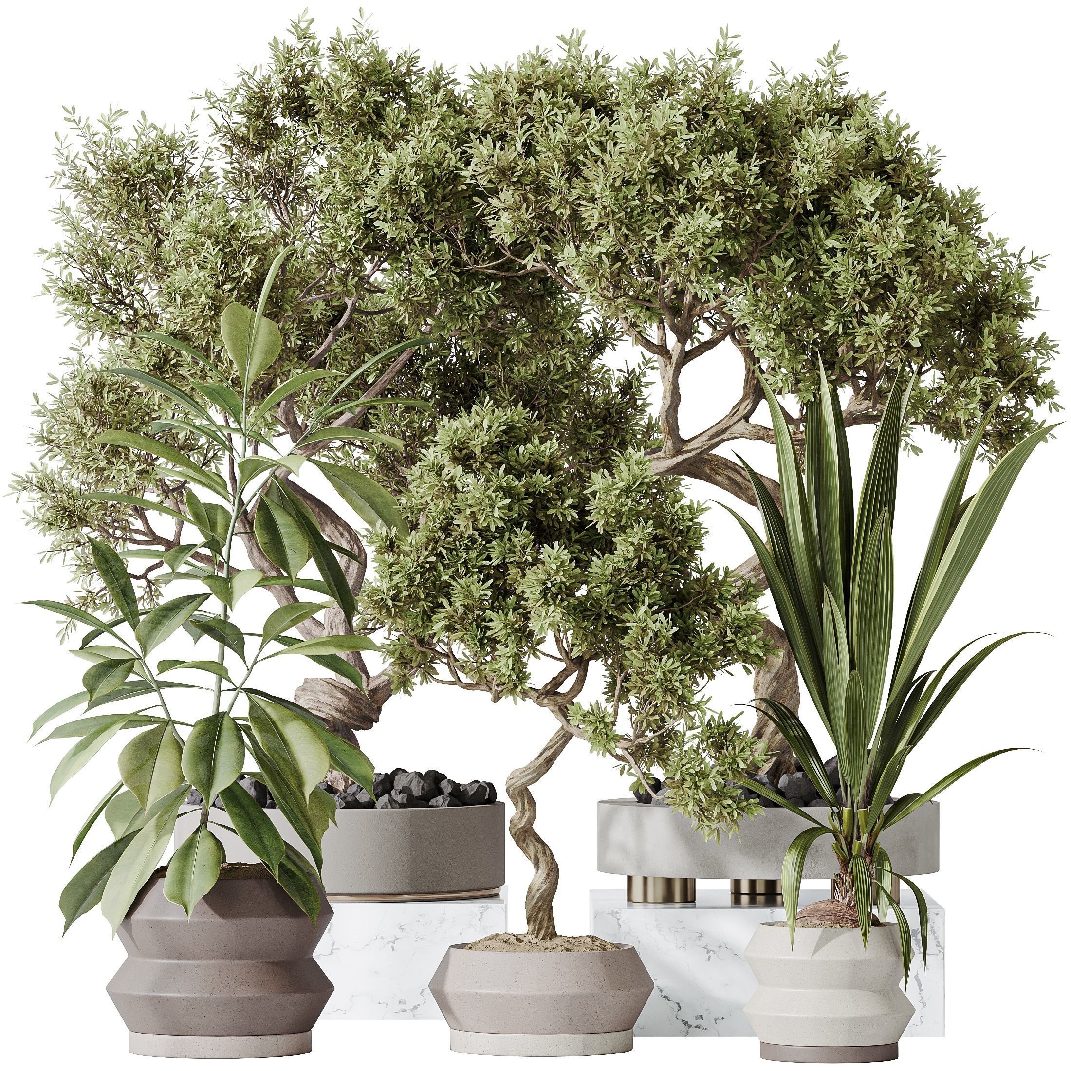 Indoor plants set 71 Wilsonii Chemlali Olive BonsaiGinseng 3D model_1