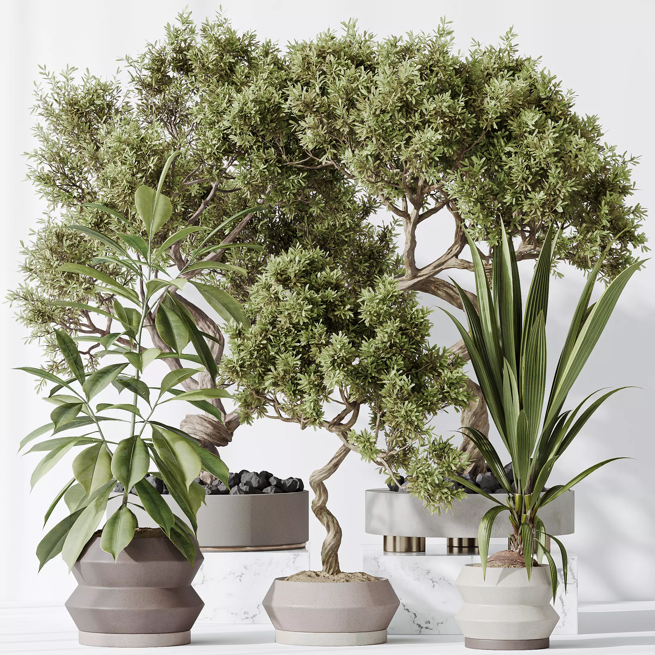 Indoor plants set 71 Wilsonii Chemlali Olive BonsaiGinseng 3D model_0