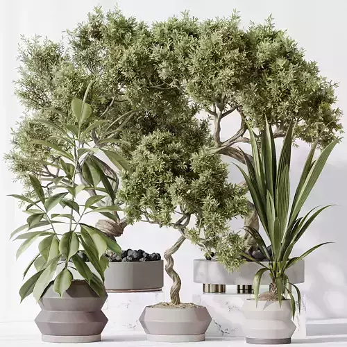 Indoor plants set 71 Wilsonii Chemlali Olive BonsaiGinseng 3D model