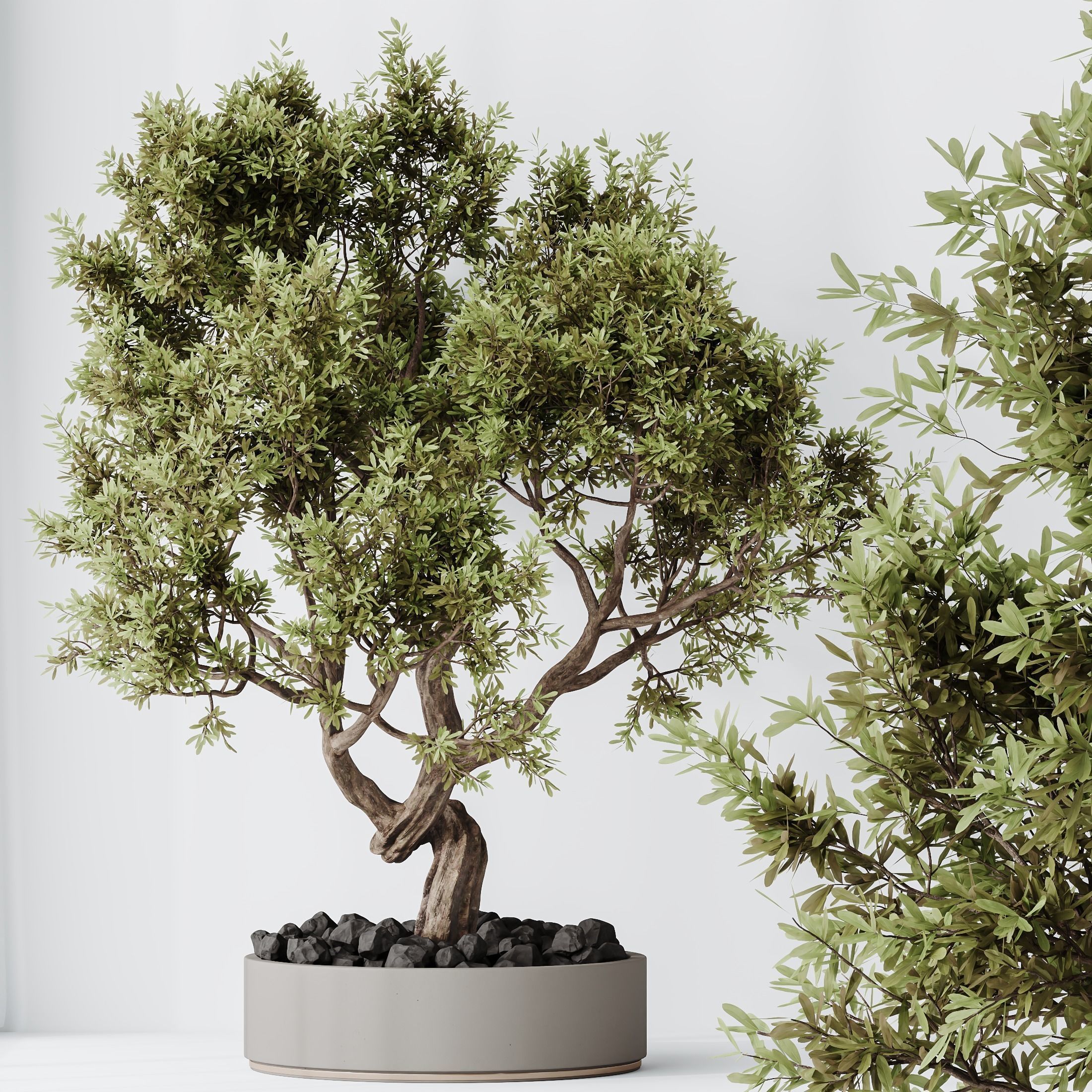 Indoor plants set 71 Wilsonii Chemlali Olive BonsaiGinseng 3D model_6