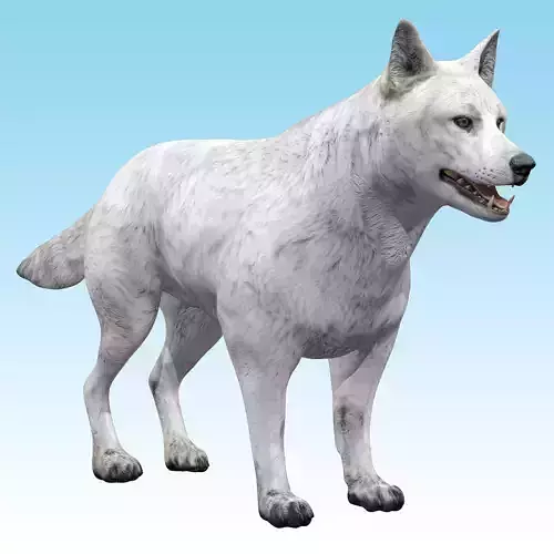 Wolf White Arctic  3D model