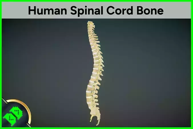 Spinal Cord