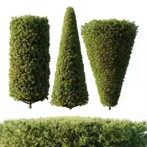 Pinus Mugo Bush05 3D model Pinus Mugo Bush05 3D model