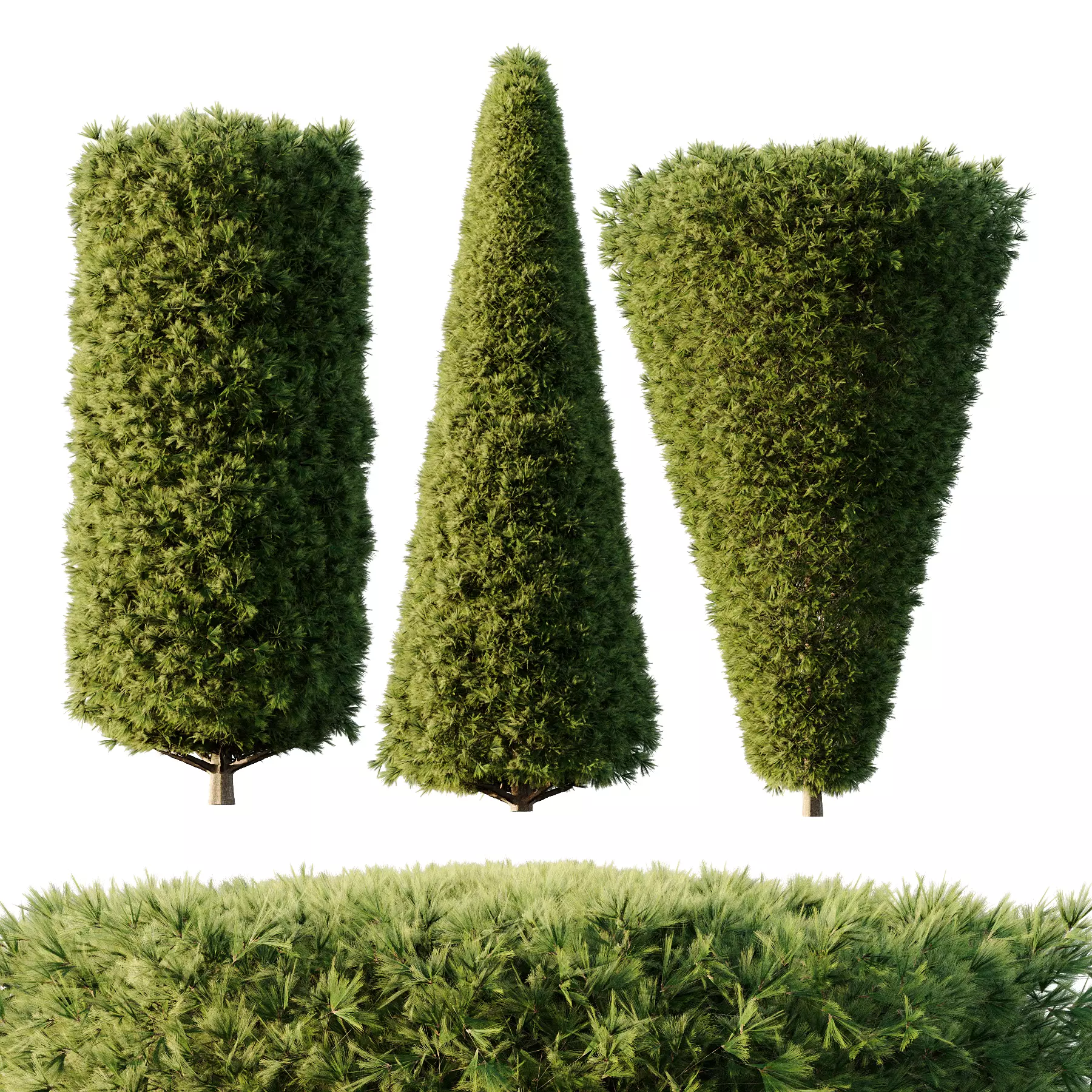 Pinus Mugo Bush05 3D model_0