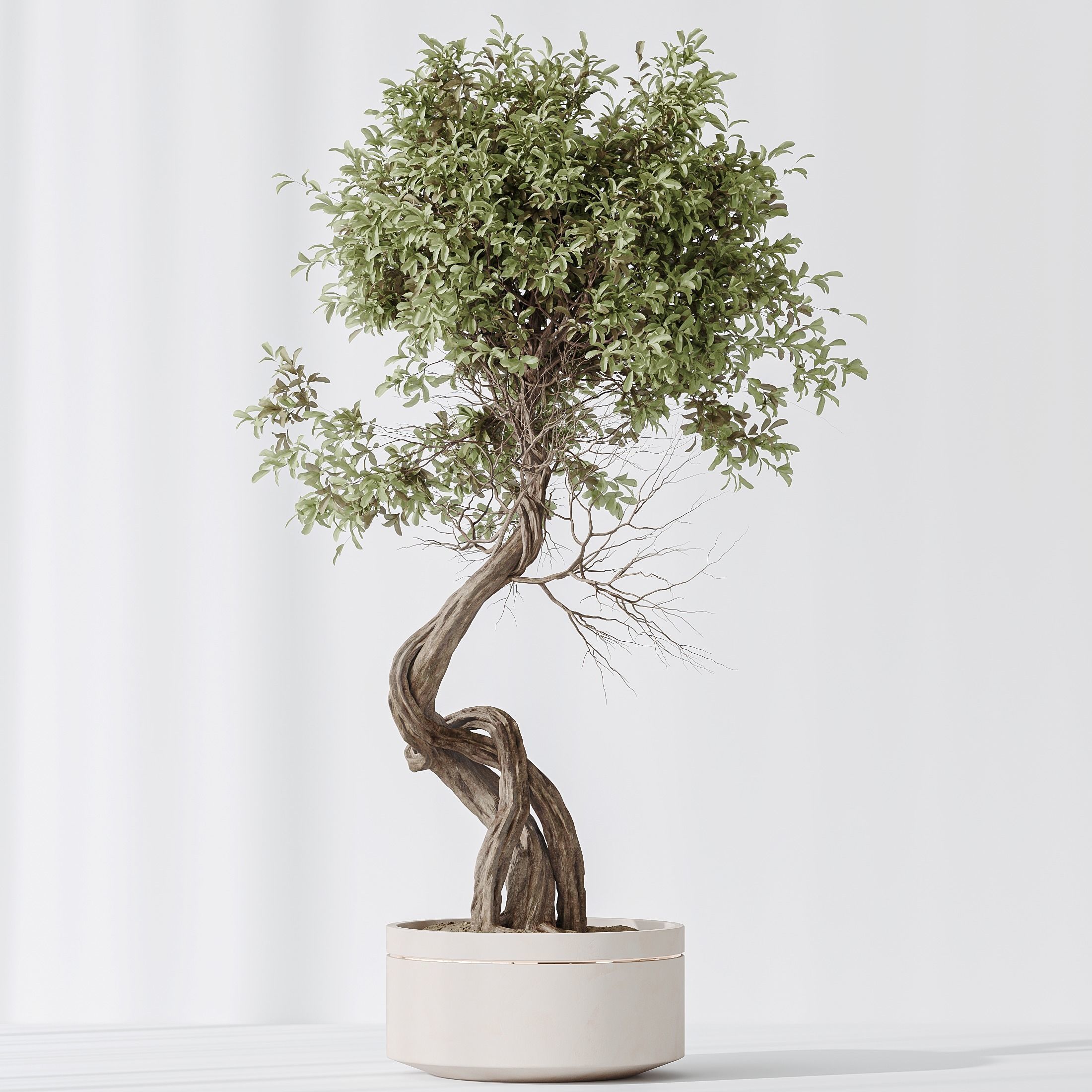 Indoor plants set 75 Ficus Retusa Microcarpa Bonsai  3D model_2