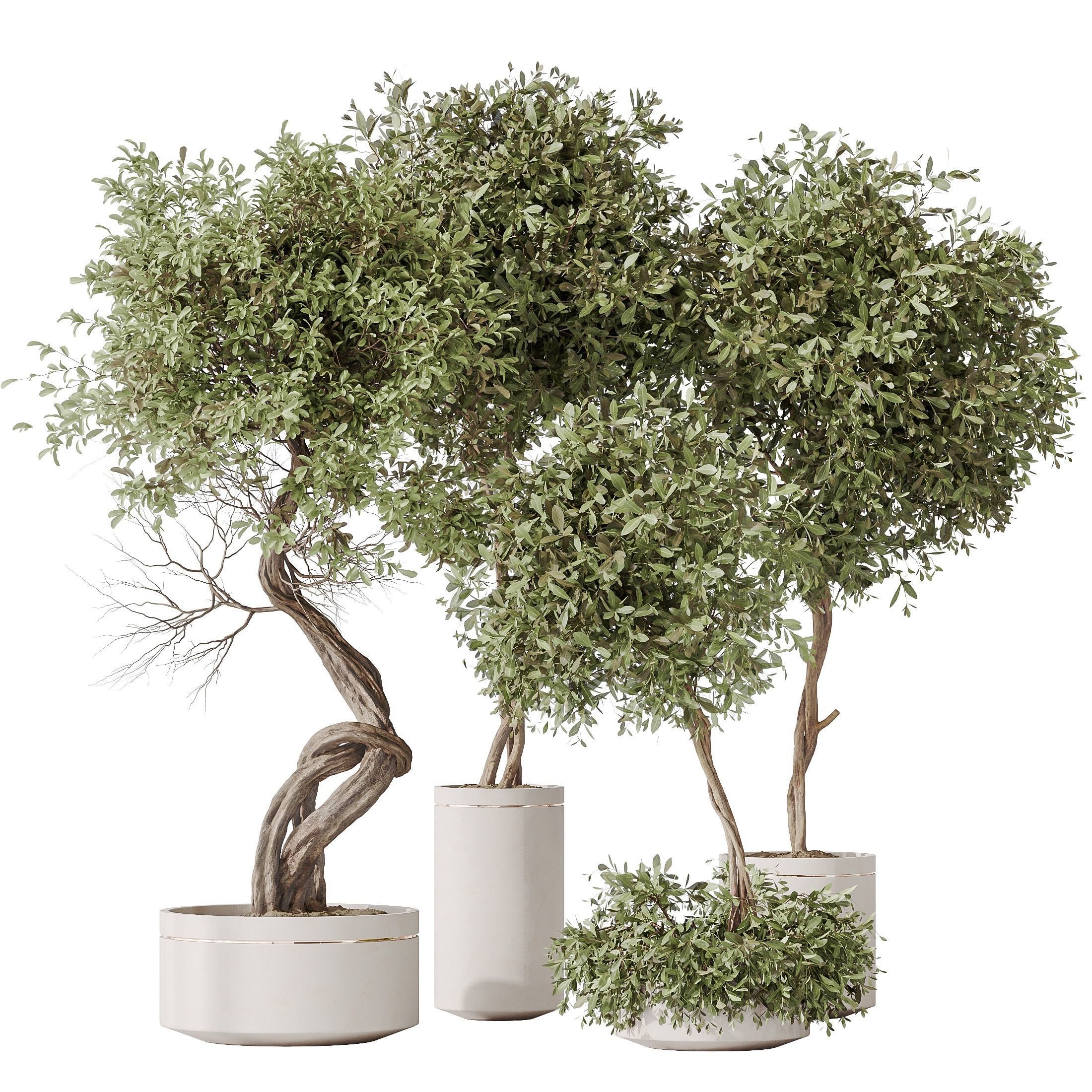 Indoor plants set 75 Ficus Retusa Microcarpa Bonsai  3D model_1