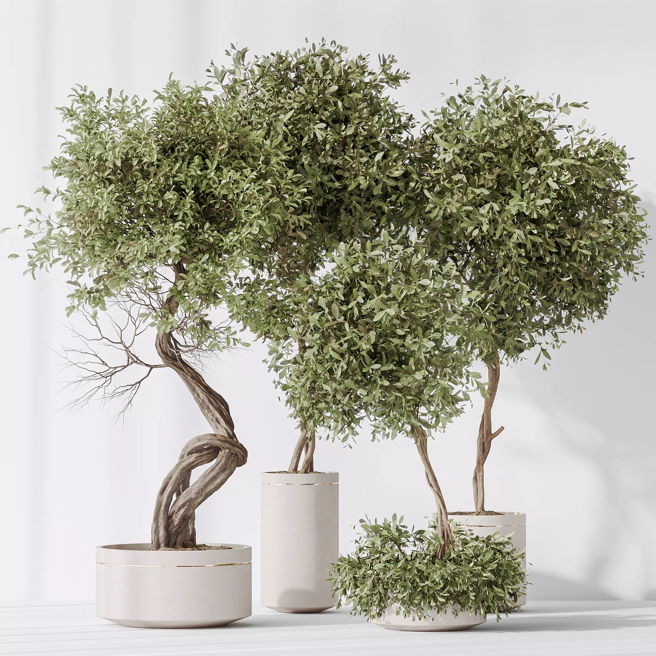 Indoor plants set 75 Ficus Retusa Microcarpa Bonsai  3D model_0