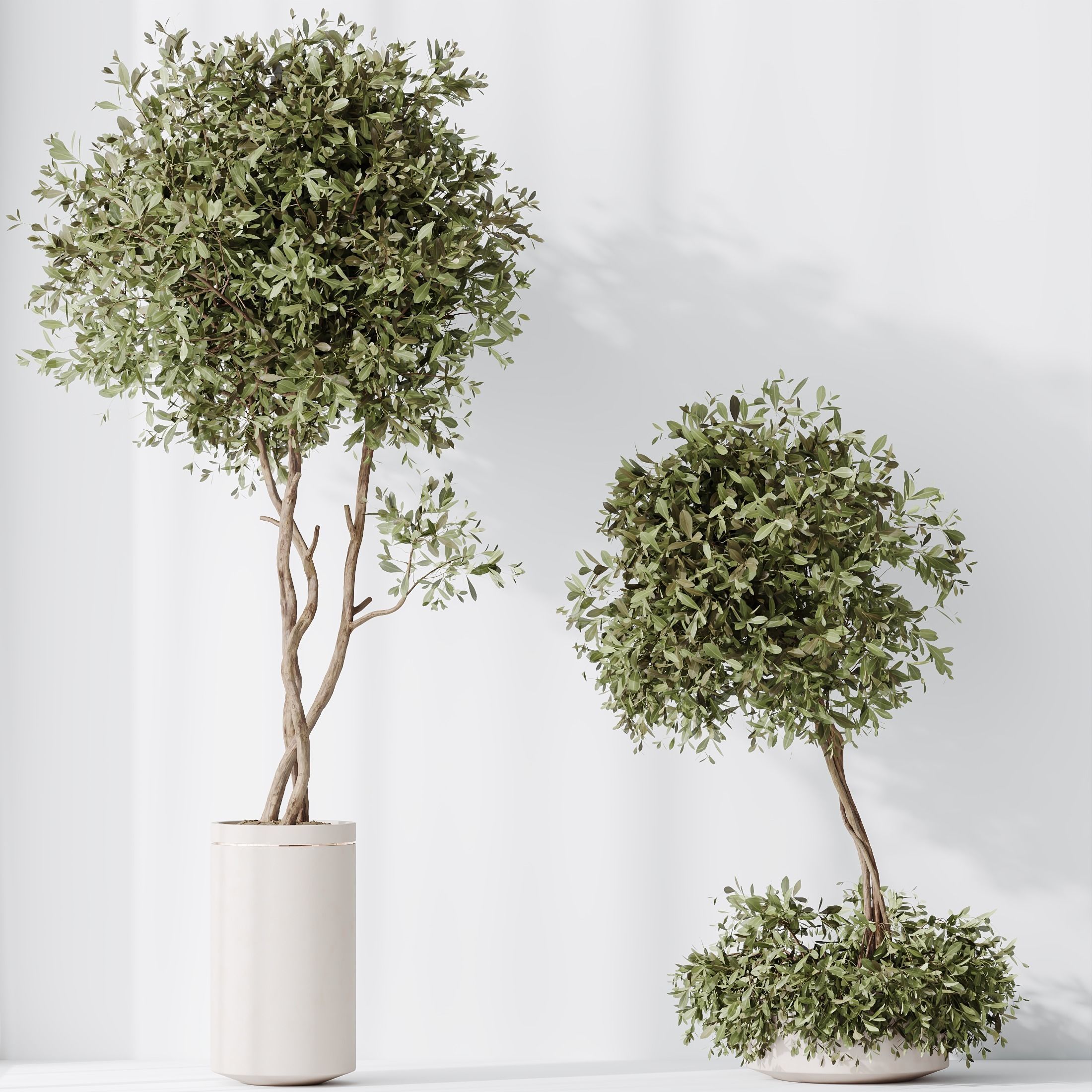 Indoor plants set 75 Ficus Retusa Microcarpa Bonsai  3D model_4