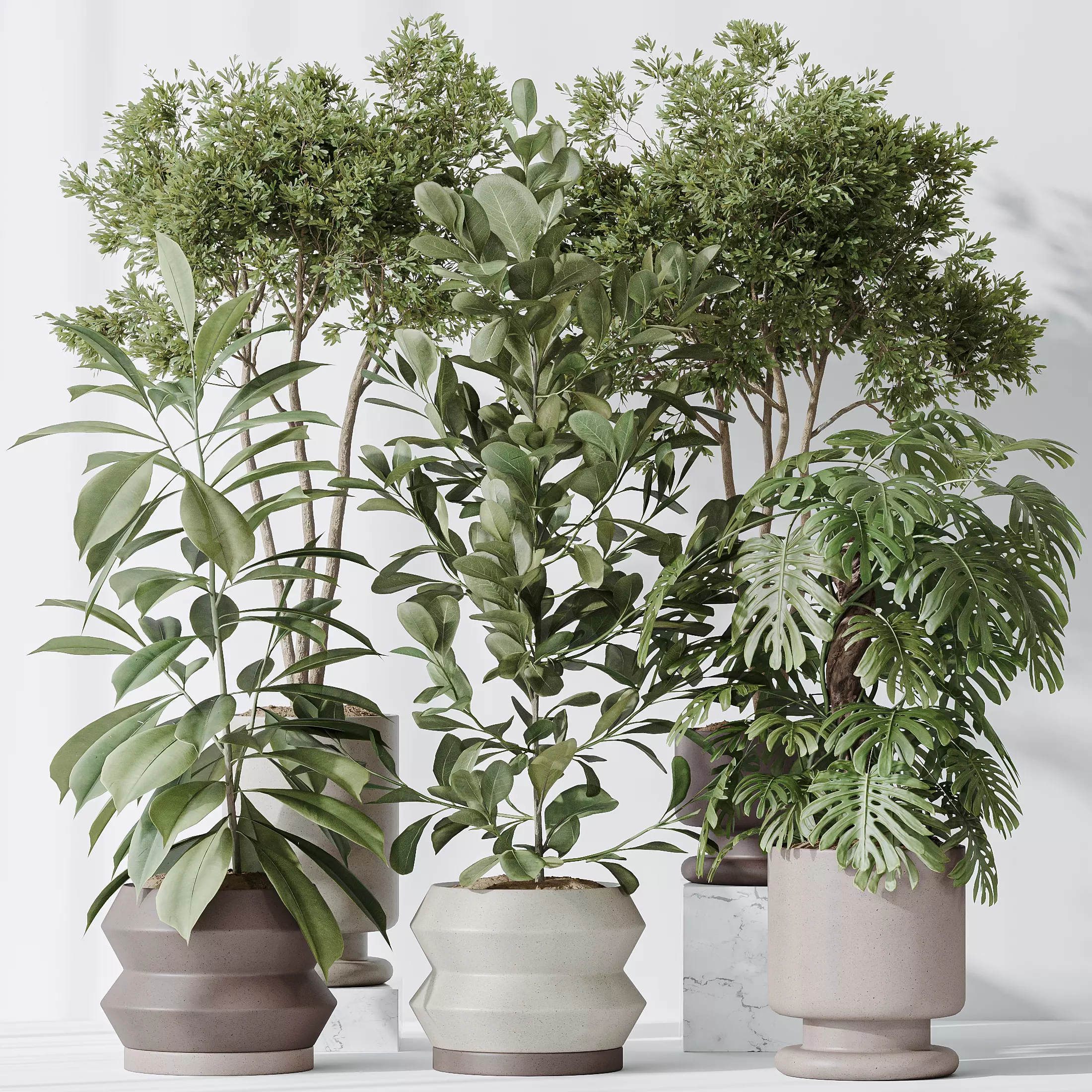 Indoor plants set 76 Wilsonii Chemlali Olive and Elegant 3D model_0