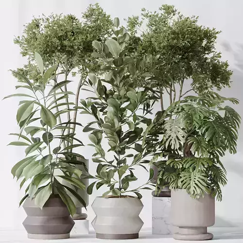 Indoor plants set 76 Wilsonii Chemlali Olive and Elegant 3D model
