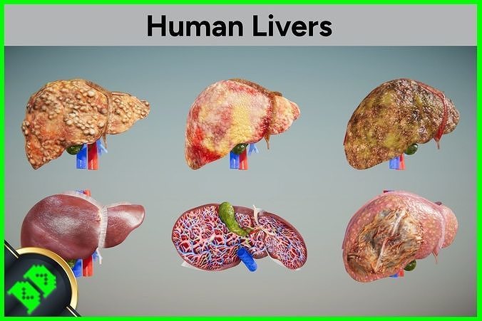 Types of Liver Low-poly 3D model