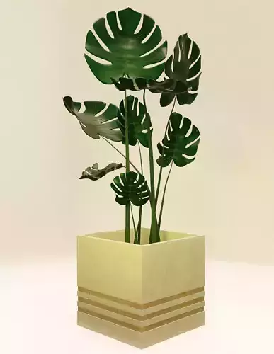 Monstera plant in concrete and wood pot