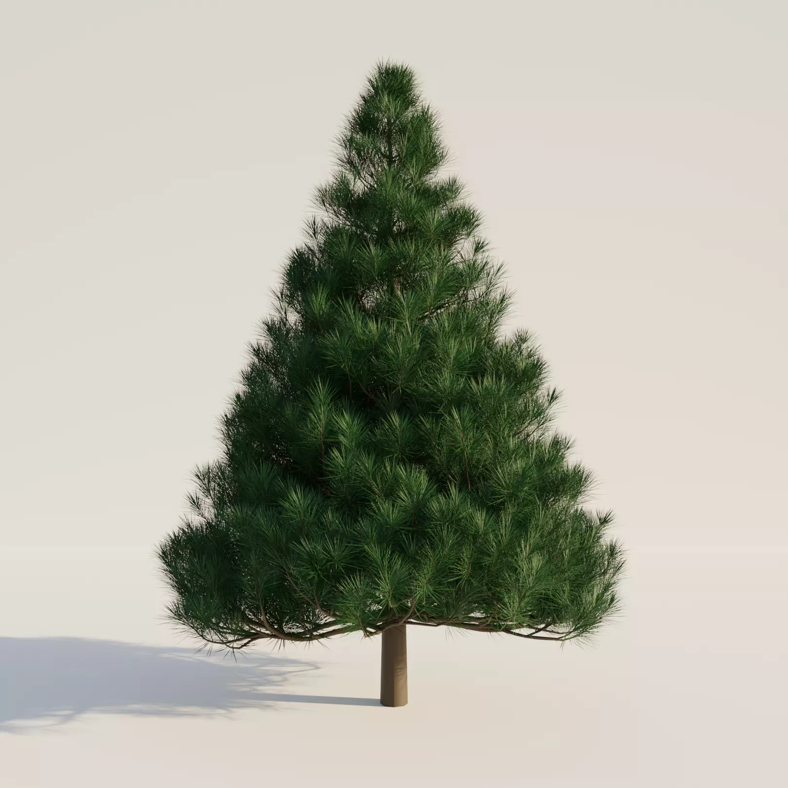 High Quality realistic Pine tree 3D model