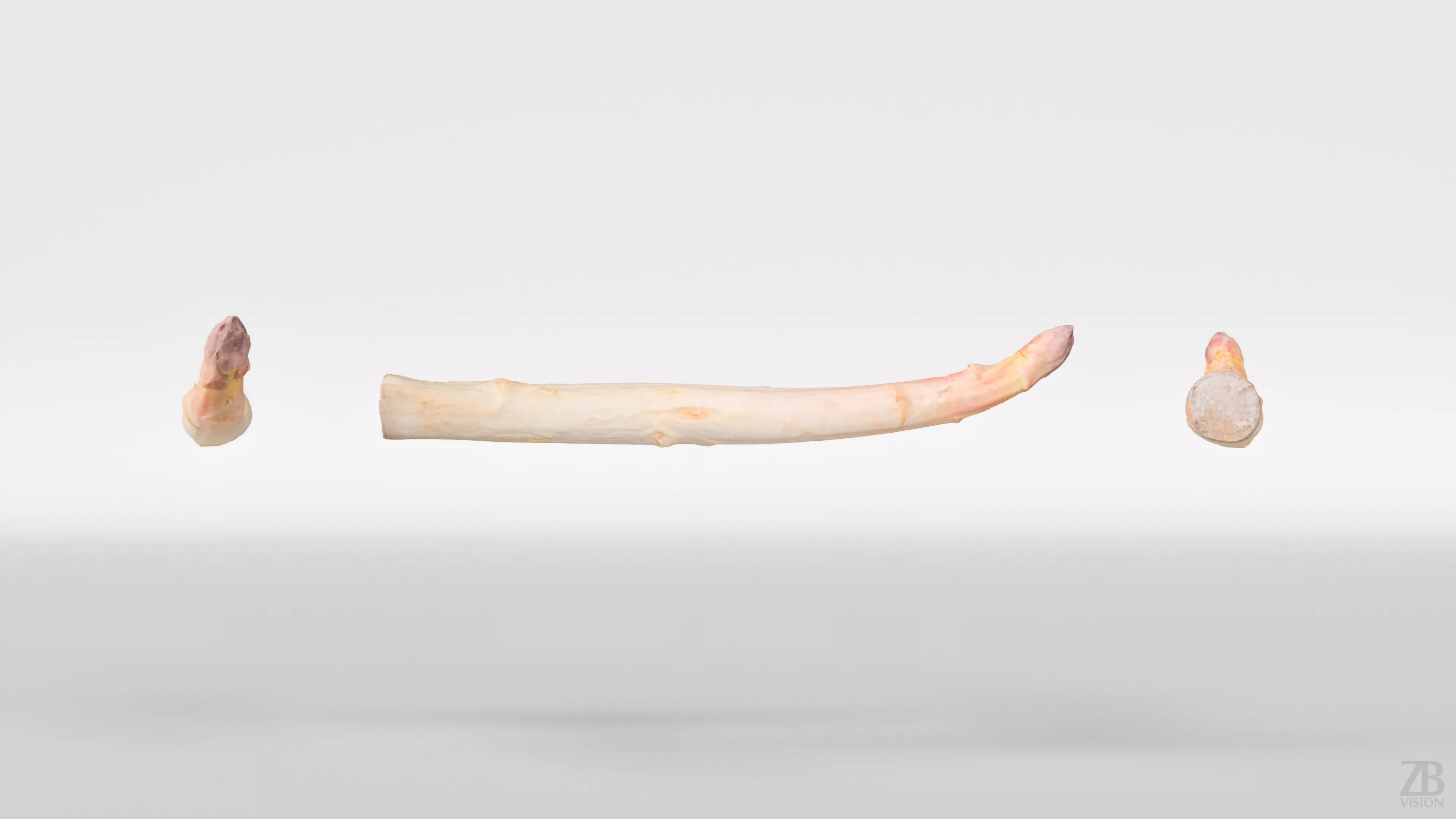 Asparagus 3D model_4