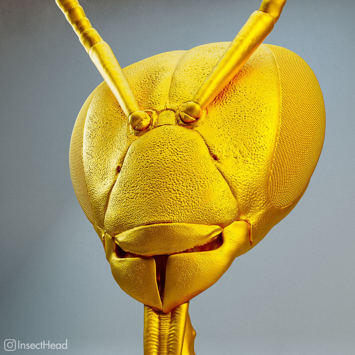 Honeybee head statue 3D print model_1