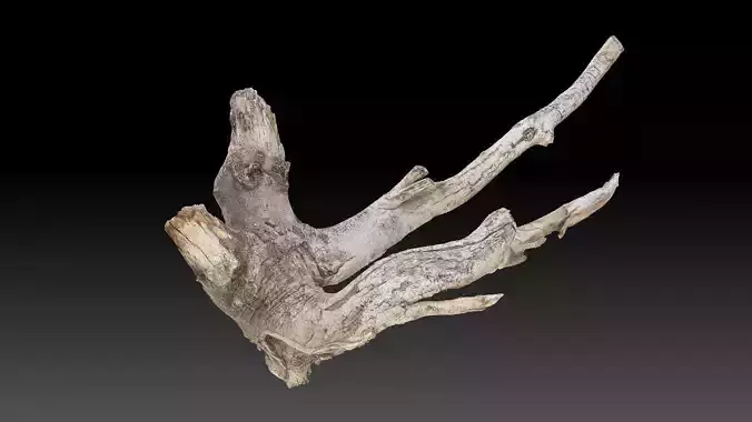 Tree Root 3D Scan in highpoly