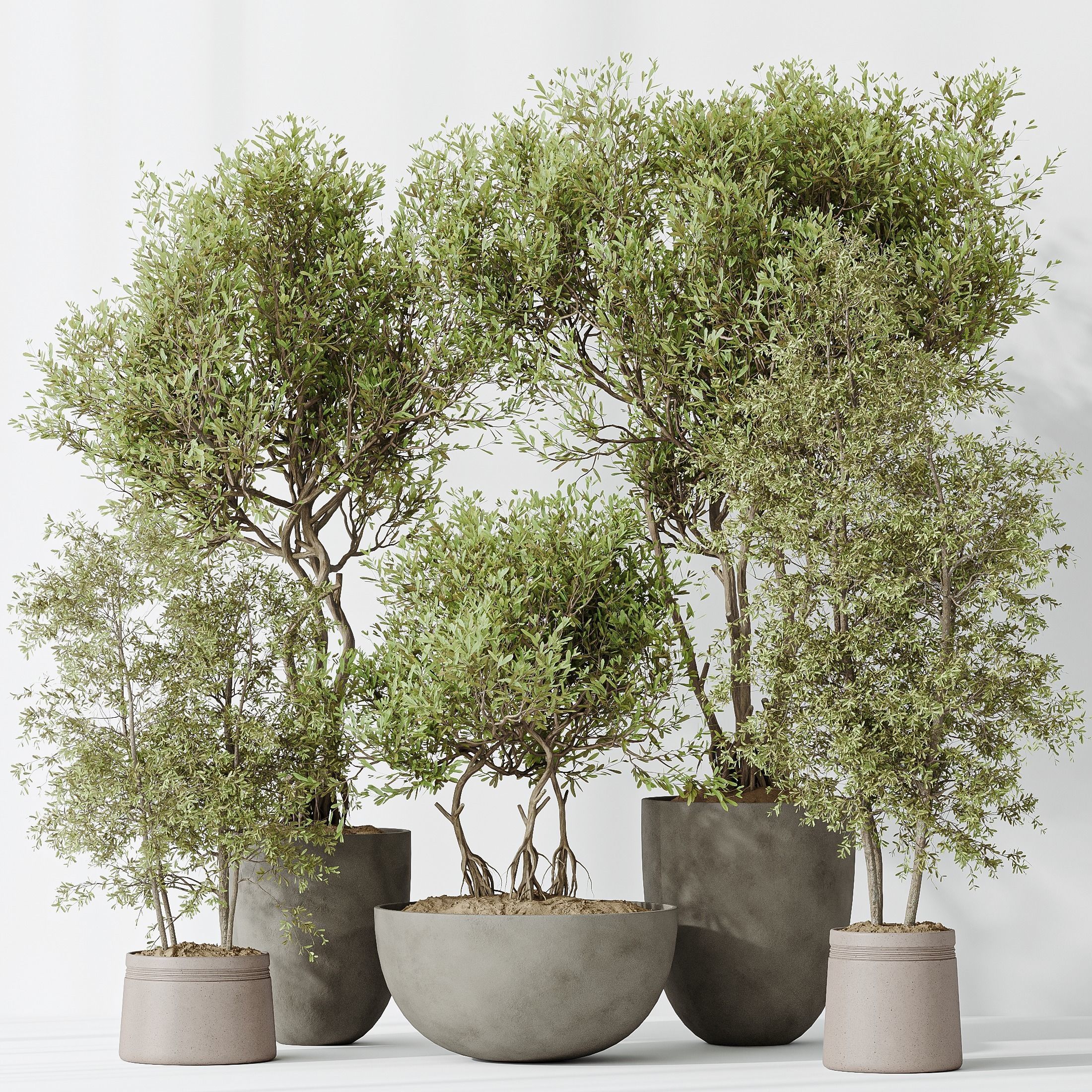 Indoor plants set 69 Mission Kalamata Leccino Arbequina Wilsonii 3D model_1