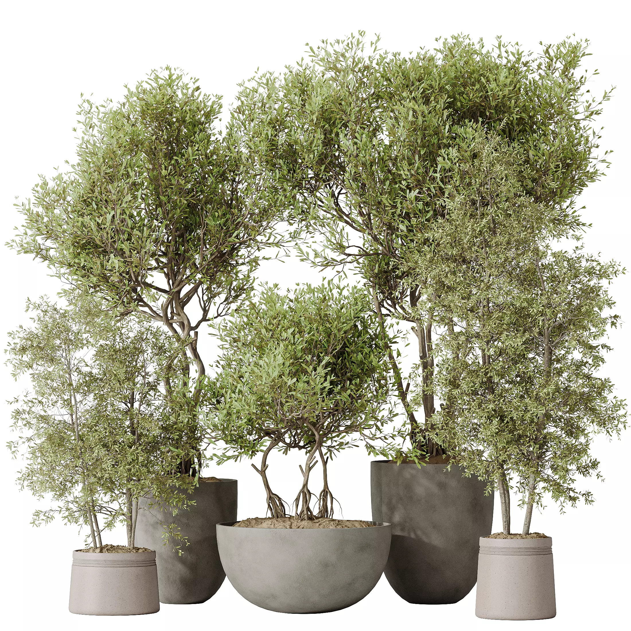 Indoor plants set 69 Mission Kalamata Leccino Arbequina Wilsonii 3D model_0