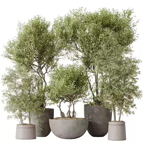 Indoor plants set 69 Mission Kalamata Leccino Arbequina Wilsonii 3D model