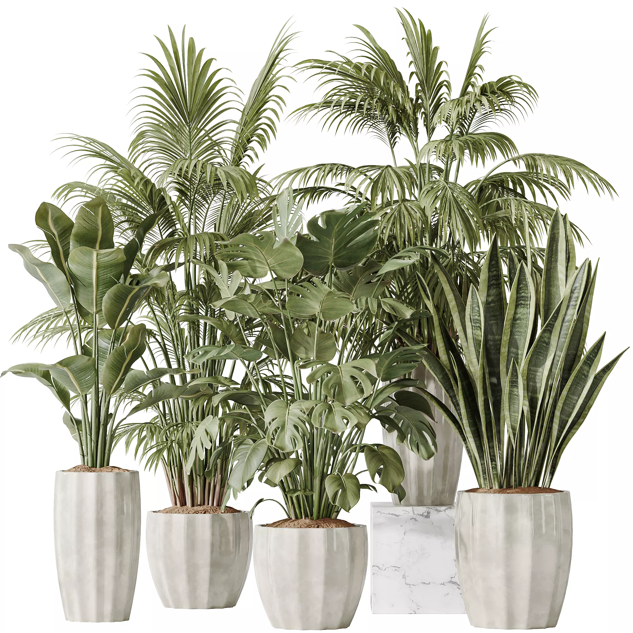 Indoor plants set 70 Majesty Cat Reed Palm ParadiseBird 3D model