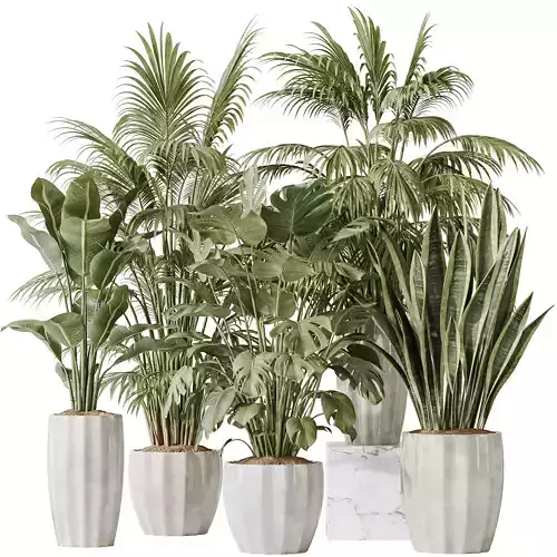 Indoor plants set 70 Majesty Cat Reed Palm ParadiseBird