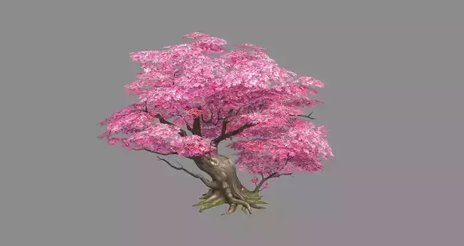A peach blossom tree - big - Cherry blossom trees - sakura