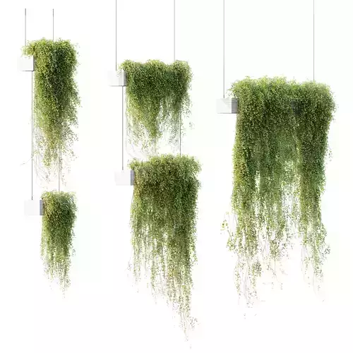HQ HousePlants Hanged On Plants Set01 3D model