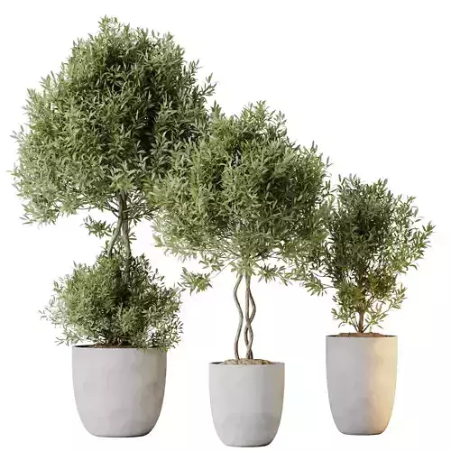 Kalamata Leccino Arbequina Wilsonii Chemlali Olive Set 36