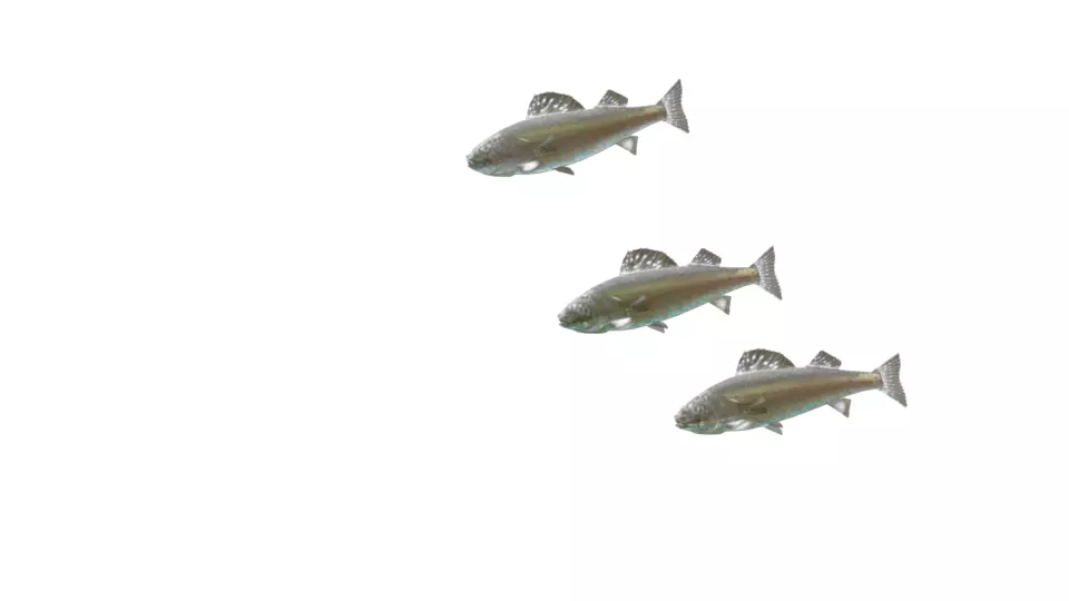 fish rigging Free 3D model