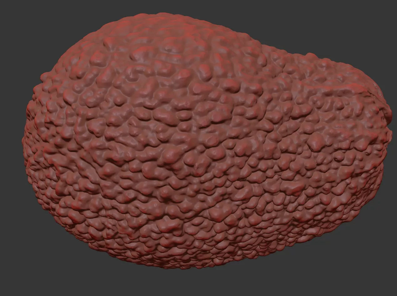 Avocado 3D model_7