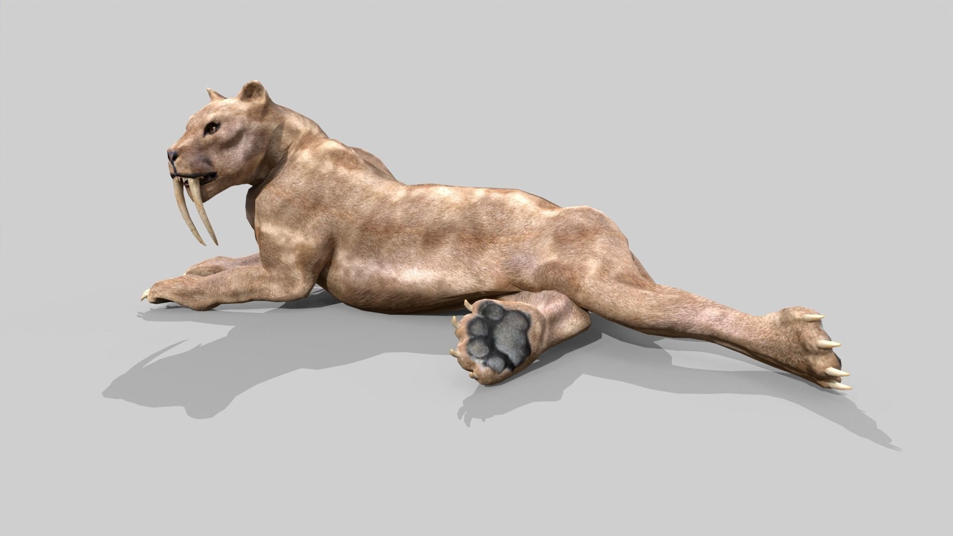 Sabertooth Low-poly 3D model_13