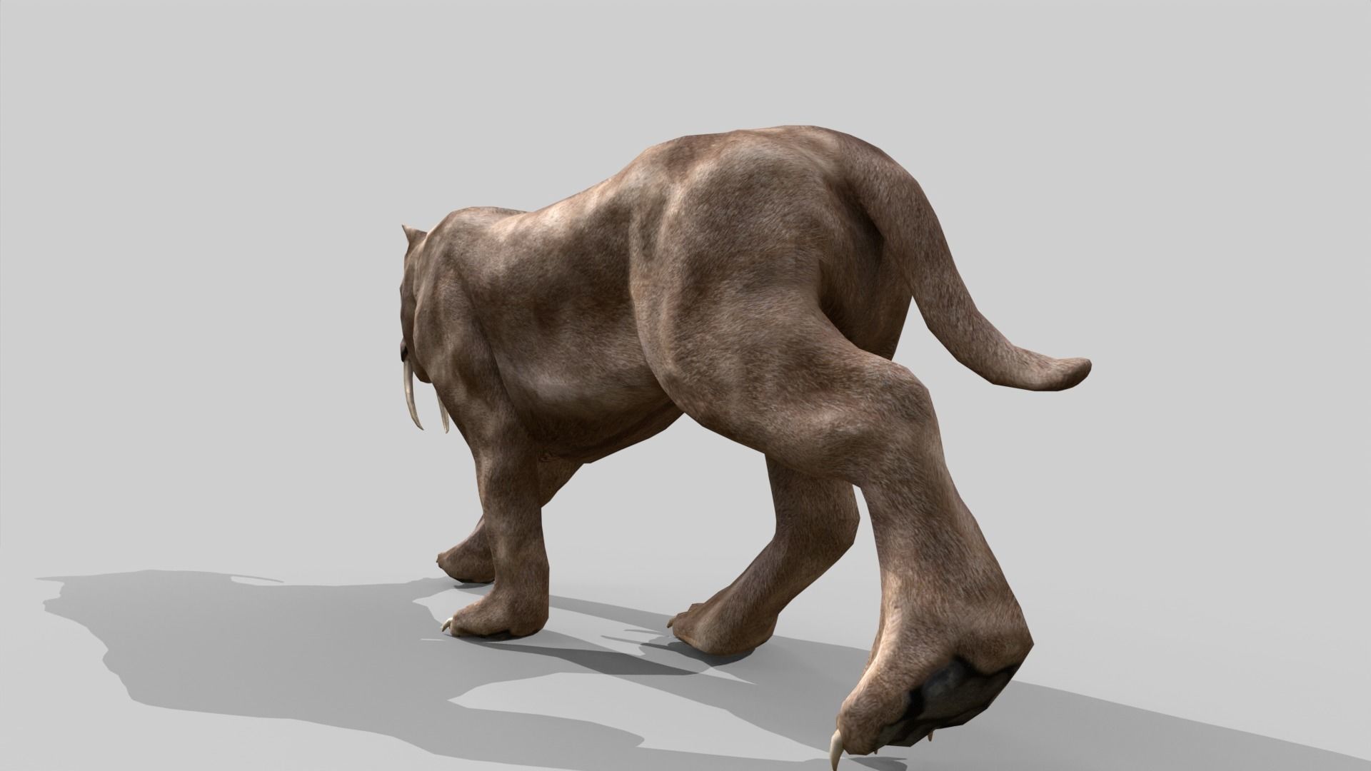 Sabertooth Low-poly 3D model_11