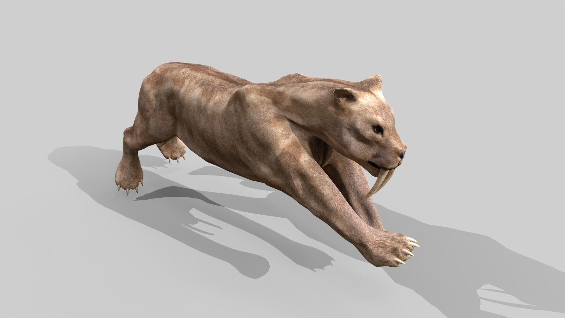 Sabertooth Low-poly 3D model_9