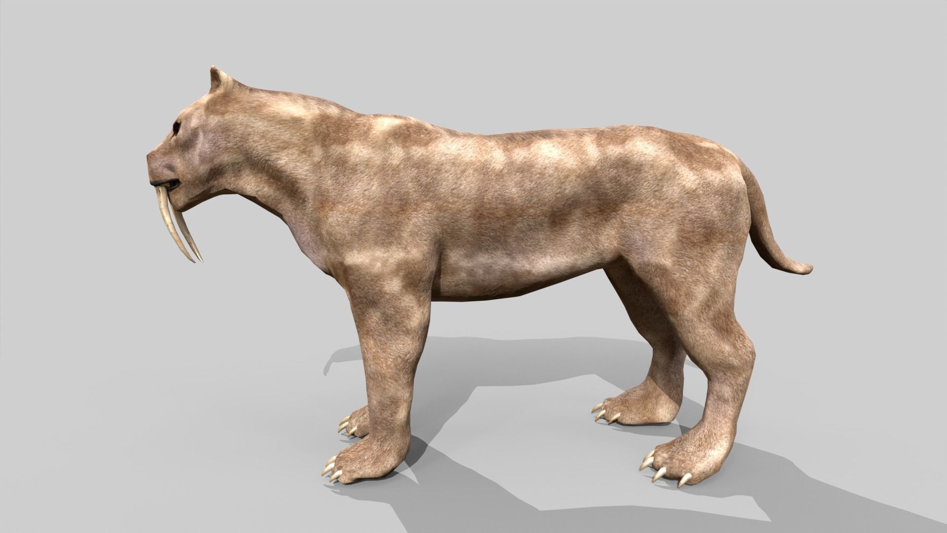 Sabertooth Low-poly 3D model_4