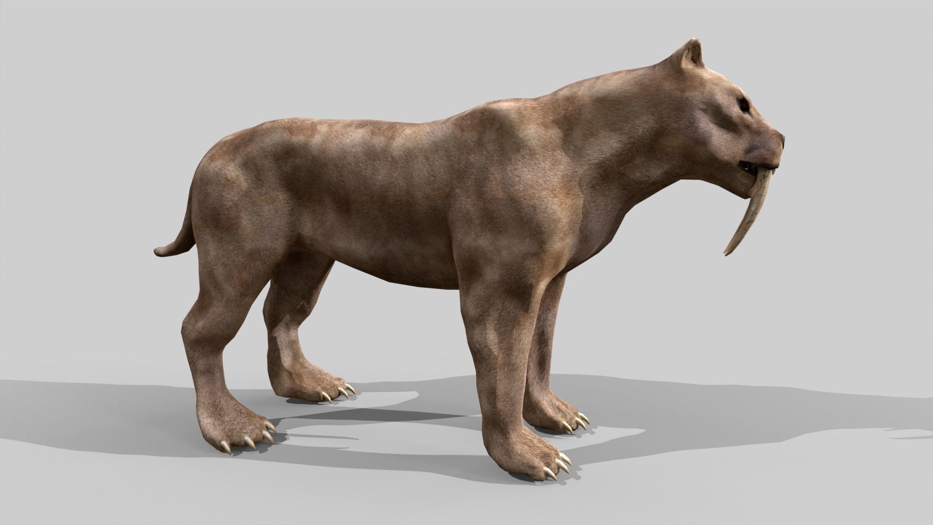 Sabertooth Low-poly 3D model_5