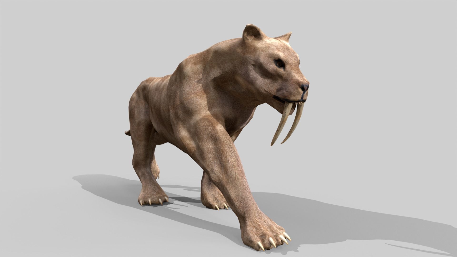 Sabertooth Low-poly 3D model_10