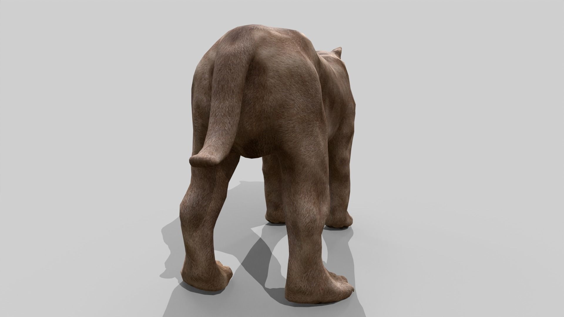 Sabertooth Low-poly 3D model_6