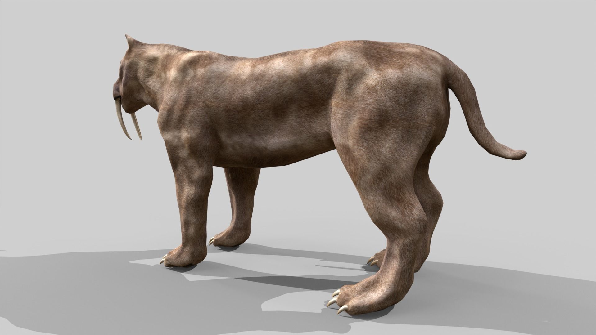 Sabertooth Low-poly 3D model_7