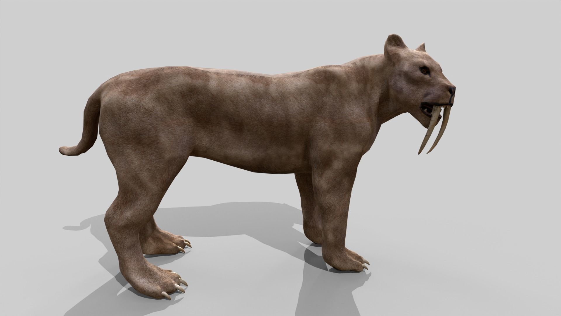 Sabertooth Low-poly 3D model_2