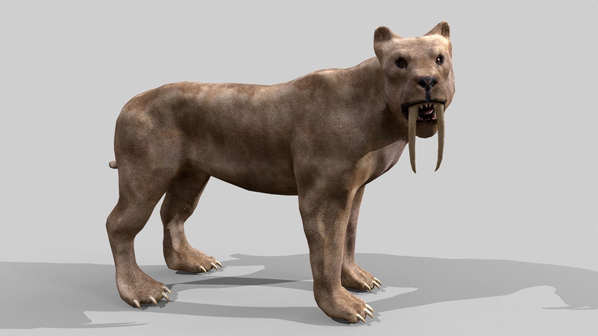 Sabertooth Low-poly 3D model_12