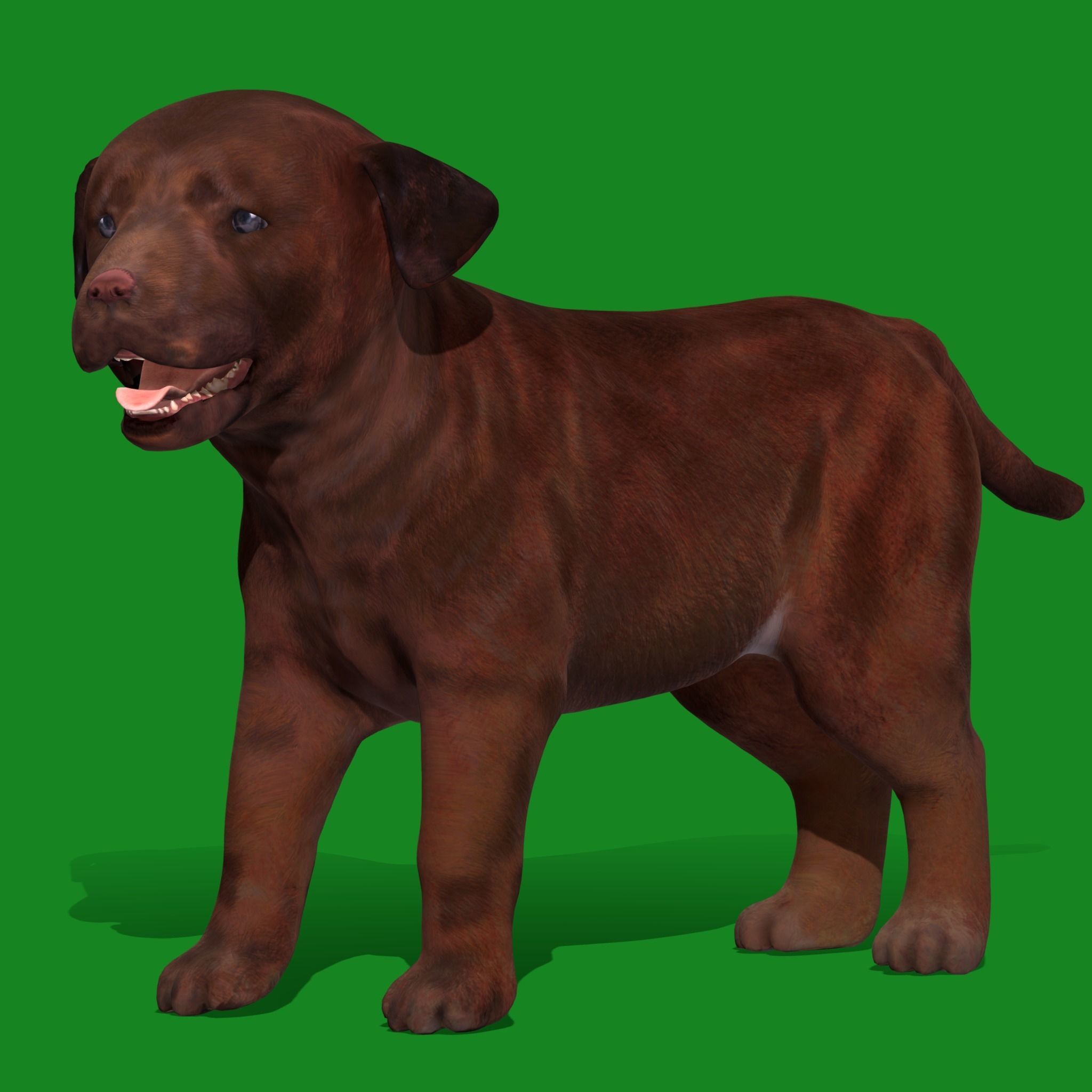 Labrador Retriever Puppy Dog Low-poly 3D model_21