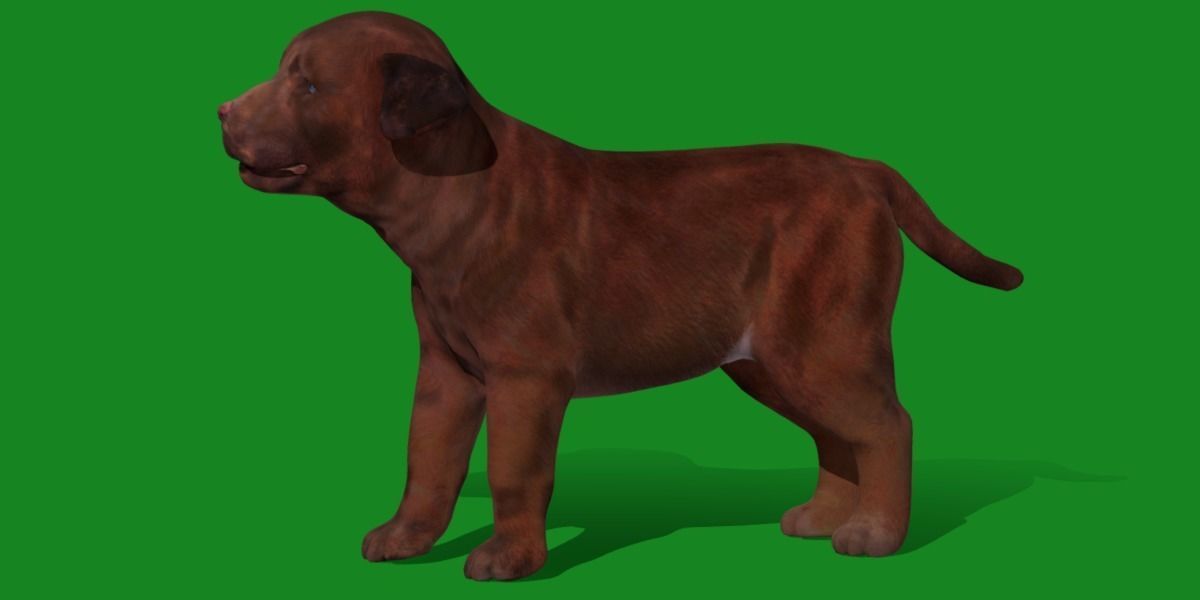 Labrador Retriever Puppy Dog Low-poly 3D model_12