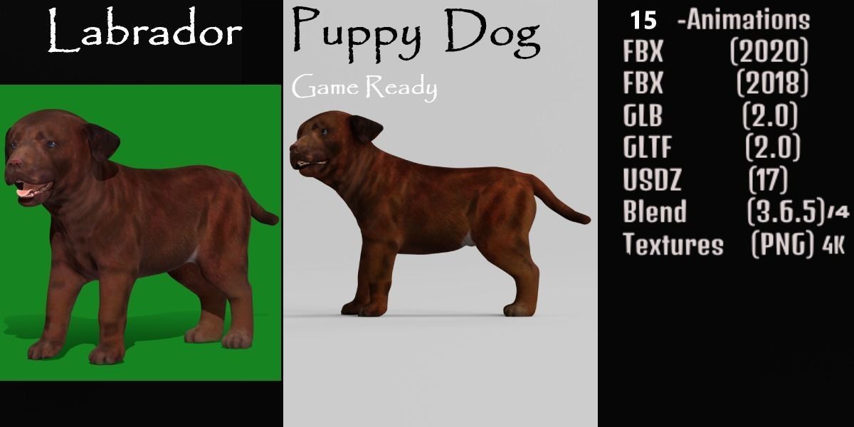 Labrador Retriever Puppy Dog Low-poly 3D model_2